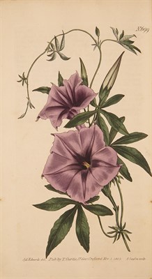 Lot 273 - [COLOR PLATE-BOTANICAL] CURTIS, WILLIAM....