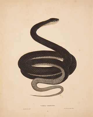 Lot 278 - [COLOR PLATE-AMERICAN] Group of color plate...