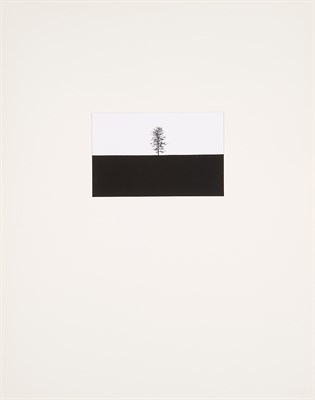 Lot 588 - TICE, GEORGE (b. 1938) Trees; twelve original...