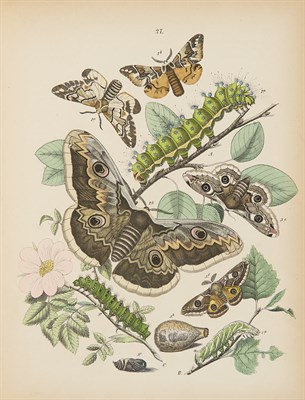 Lot 270 - [COLOR PLATE] KIRBY, W.F. European Butterflies...