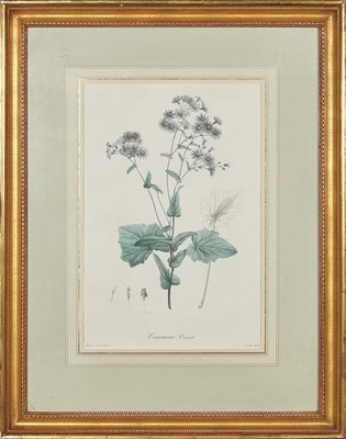 Lot 58 - After Pierre-Joseph Redoute CINERARIA CRUENTA;...