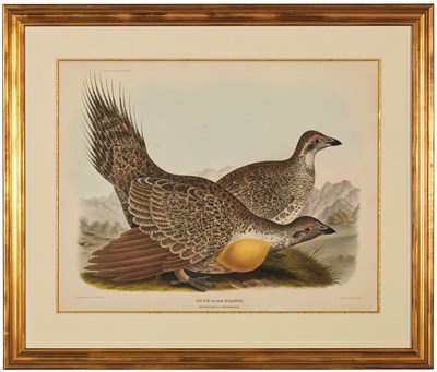 Lot 122 - After Daniel Giraud Elliot AEGIALITIS MONTANUS;...