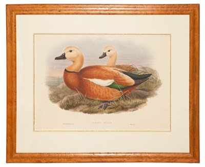 Lot 124 - J. Gould & H. C. Richter [BIRD STUDIES] Five...