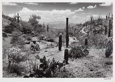Lot 536 - EISENSTAEDT, ALFRED (1898-1995) [Saguaro...