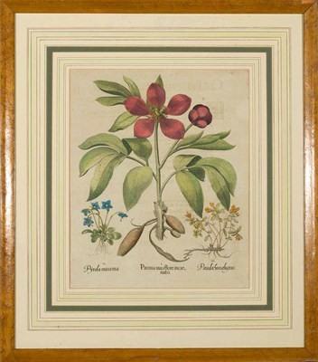 Lot 109 - Basilius Besler [FLOWER STUDIES] Five...