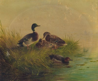 Lot 74 - August Knip Dutch, 1819-1859/61 Ducks on a...
