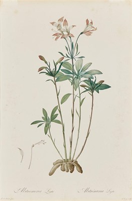 Lot 563 - After Pierre-Joseph Redoute (1759-1840)...