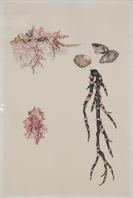 Lot 305 - French School 20th Century Sea Life: Two...