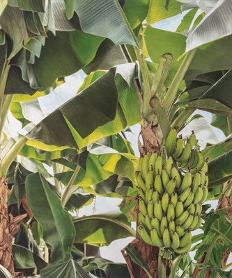 Lot 16 - Thomas Boone American, 20th Century Banana...