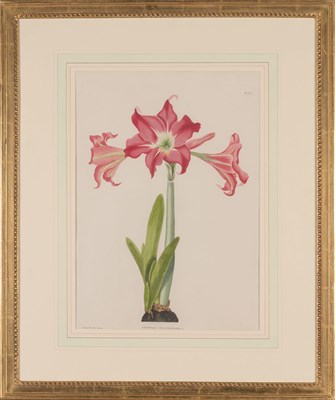 Lot 99 - After Mrs. Edward Bury (1799-1872) [LILIES]...