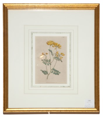 Lot 128 - William Curtis [FLOWER STUDIES] Two...