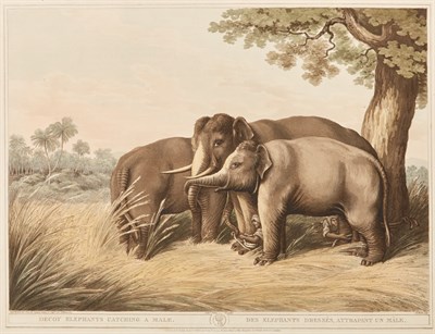 Lot 242 - [COLOR PLATE] WILLIAMSON, THOMAS, (Captain)...