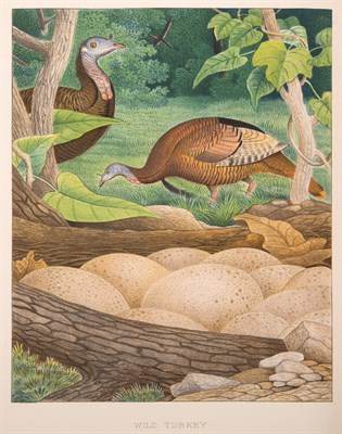 Lot 241 - [COLOR PLATE] GENTRY, THOMAS GEORGE. Nests and...