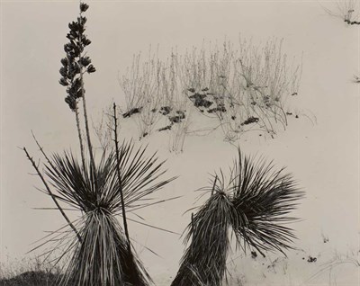 Lot 118 - WESTON, BRETT (1911-1993) [White Sands, New...