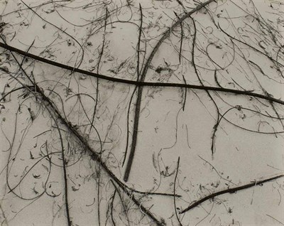 Lot 119 - WESTON, BRETT (1911-1993) [Branches and Sand],...