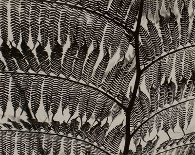 Lot 120 - WESTON, BRETT (1911-1993) Giant Fern-Los...