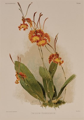 Lot 97 - [COLOR PLATE] SANDER, HENRY FREDERICK CONRAD....