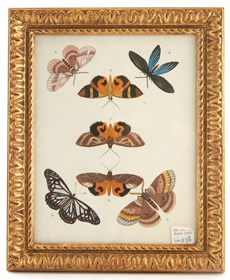 Lot 169 - Artist Unknown BUTTERFLY STUDIES Six...