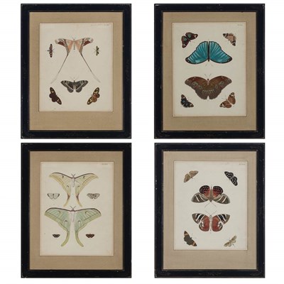 Lot 152 - Artist Unknown [BUTTERFLY STUDIES] Four...