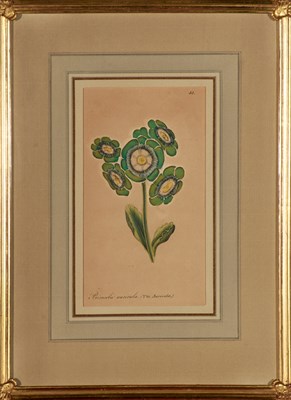Lot 100 - Ackerman [FLOWER STUDIES] Four hand-colored...