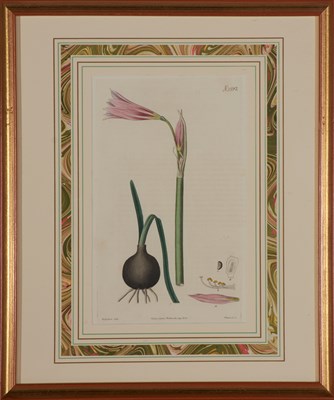 Lot 106 - Samuel and William Curtis, publishers [FLOWER...