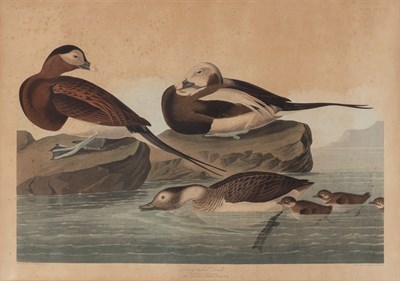 Lot 120 - After John James Audubon LONG-TAILED DUCK Hand-...