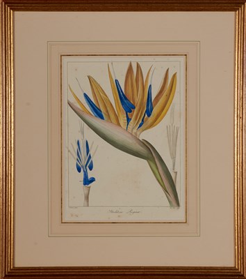 Lot 105 - D.G. Passmore FAMILY AVOCADO Chromolithograph;...