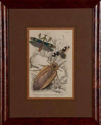 Lot 104 - After J. O. Westwood [INSECT STUDIES] Three...