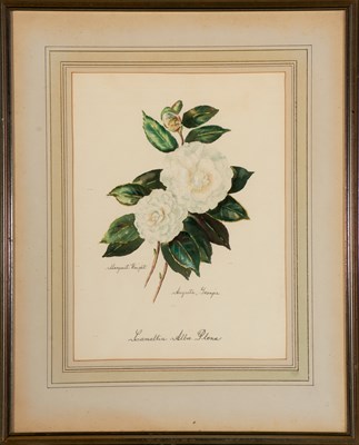 Lot 101 - Sir John Hill [FLOWER STUDIES] Two...