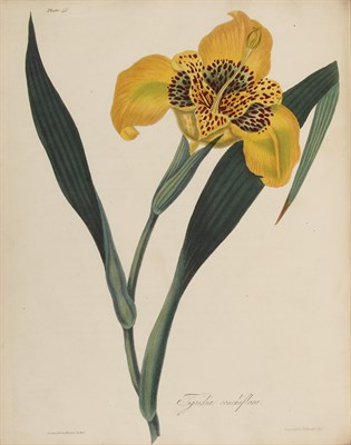 Lot 96 - [COLOR PLATE] ROSCOE, MRS. [MARGARET LACE]...