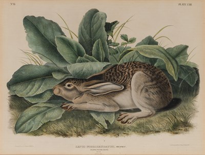 Lot 121 - After John James Audubon BLACK-TAILED HARE...