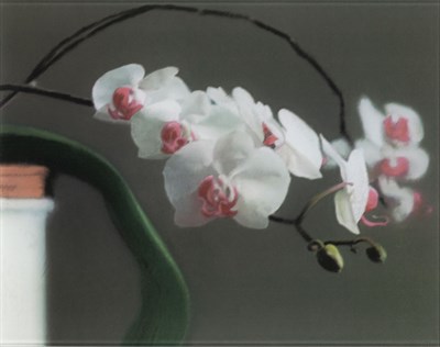 Lot 216 - Gerhard Richter (b. 1932) ORCHIDEE II (BUTIN...