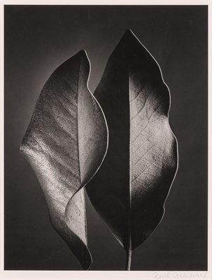 Lot 65 - BERNHARD, RUTH (1905-2006) Two Leaves,...