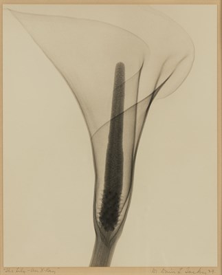 Lot 171 - TASKER, DR. DAIN L. (1872-1964) Lily, an X-Ray,...