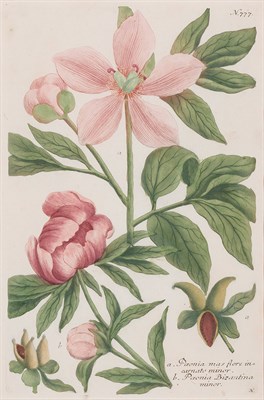 Lot 397 - After Johann Weinmann [PEONY STUDIES] Four...