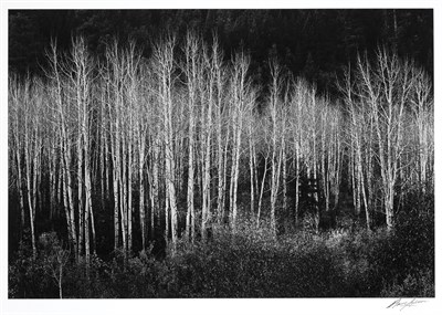 Lot 128 - ADAMS, ANSEL (1902-1984) Aspens, Dawn, Dolores...