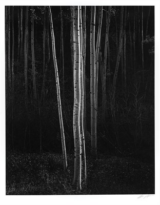 Lot 129 - ADAMS, ANSEL (1902-1984) Aspens, Northern New...