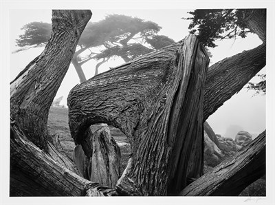 Lot 138 - ADAMS, ANSEL (1902-1984) Cypress and Fog,...