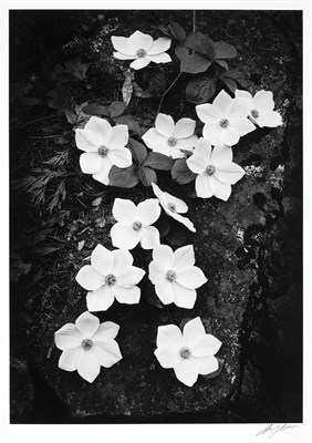 Lot 140 - ADAMS, ANSEL (1902-1984) Dogwood, Yosemite...