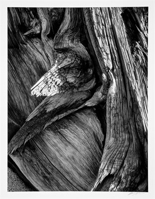 Lot 152 - ADAMS, ANSEL (1902-1984) Juniper Tree Detail,...