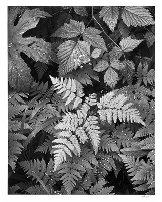 Lot 153 - ADAMS, ANSEL (1902-1984) Leaves, Mt. Rainier...