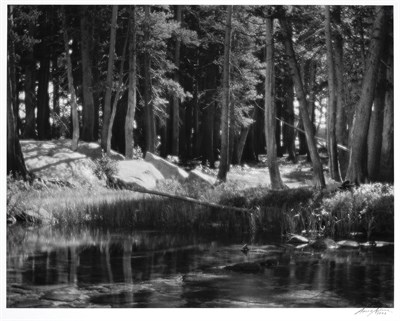 Lot 154 - ADAMS, ANSEL (1902-1984) Lodgepole Pines,...