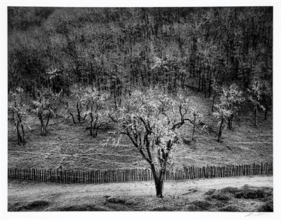 Lot 167 - ADAMS, ANSEL (1902-1984) Oak Tree Rain, Sonoma...