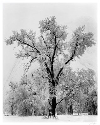 Lot 168 - ADAMS, ANSEL (1902-1984) Oak Tree, Snowstorm,...