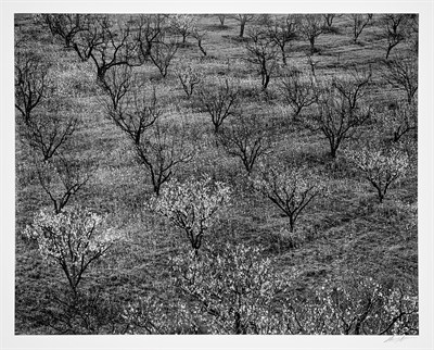 Lot 170 - ADAMS, ANSEL (1902-1984) Orchard, Portola...