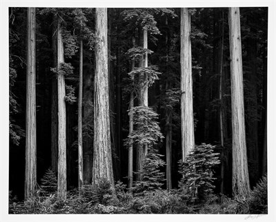 Lot 173 - ADAMS, ANSEL (1902-1984) Redwoods, Bull Creek...