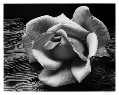 Lot 175 - ADAMS, ANSEL (1902-1984) Rose and Driftwood,...