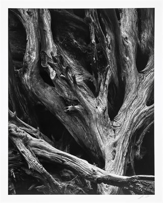Lot 179 - ADAMS, ANSEL (1902-1984) Sequoia Gigante Roots,...