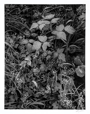 Lot 190 - ADAMS, ANSEL (1902-1984) Trailside, Near...