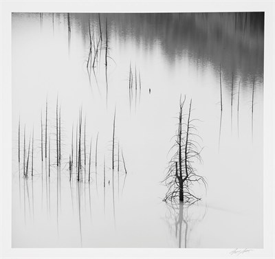 Lot 191 - ADAMS, ANSEL (1902-1984) Trees, Slide Lake,...